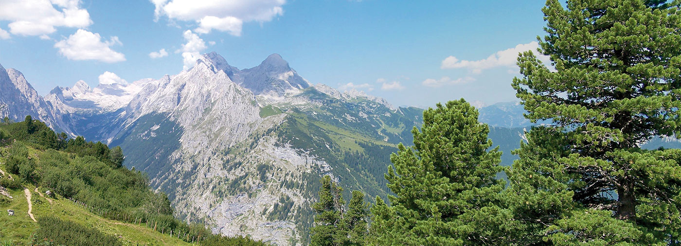 zirbe-zirbelkiefer-alpen